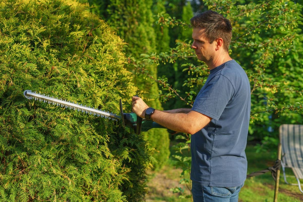 Neatly trimmed hedges along a walkway