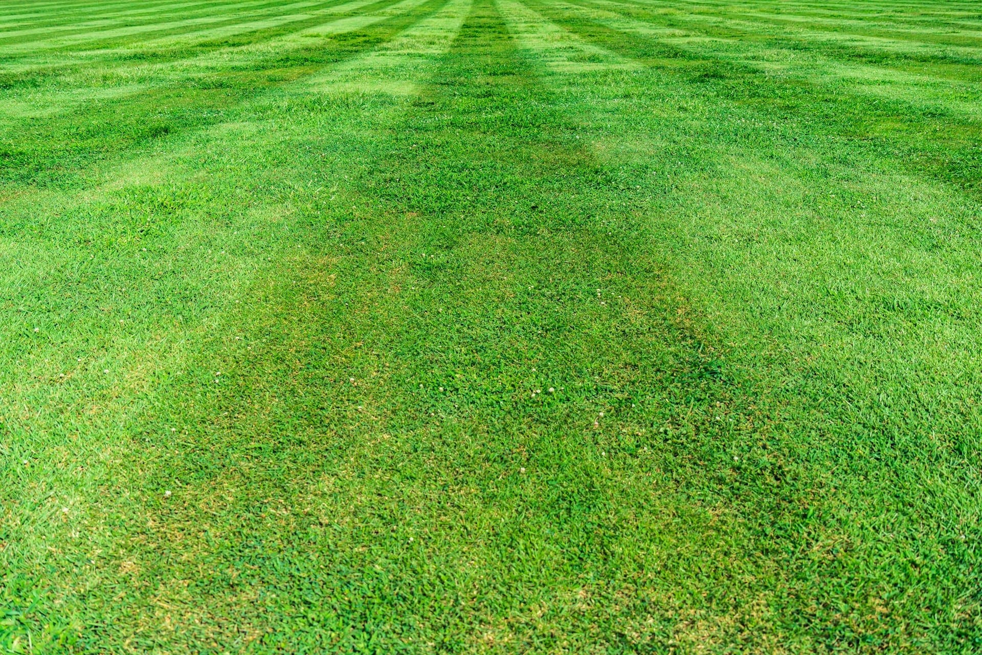 Freshly mowed striped lawn in front of a Springfield home
